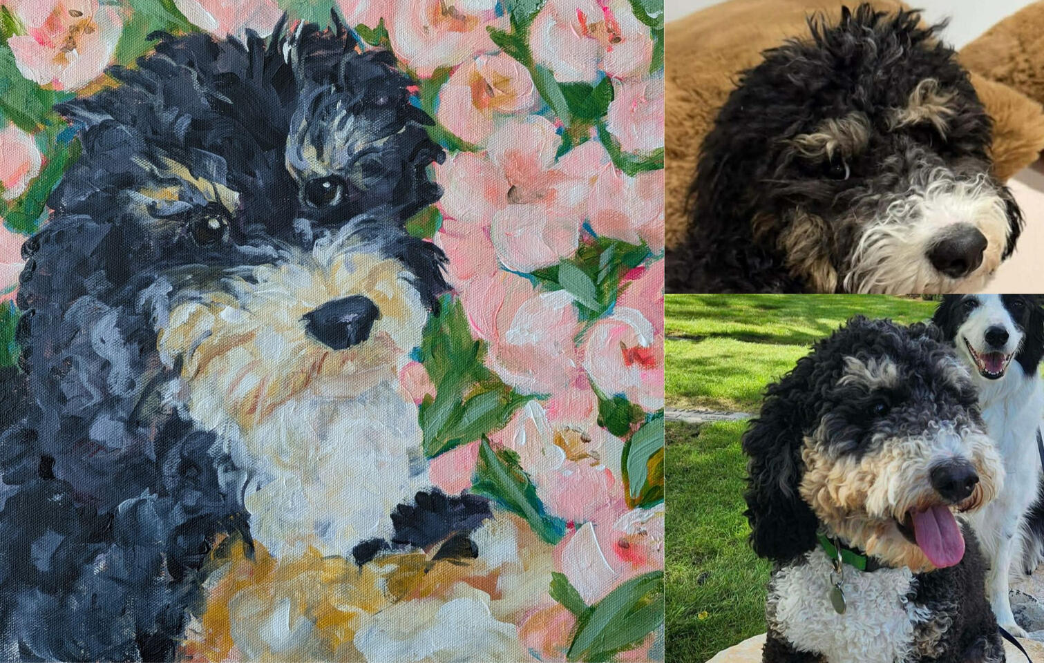 Pepper the Bernadoodle Pepper the Bernadoodle
